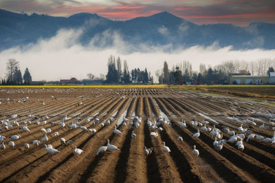 Migrating snow geese feeding before the long flight home. 