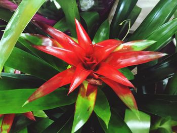 Close-up of red flower