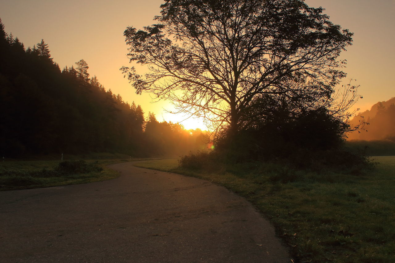 TREES BY ROAD DURING SUNSET