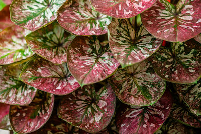 Background texture on leaves, close up shot on the beautiful caladium bicolor leaf in the garden.