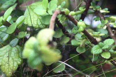 Close-up of fresh green leaves