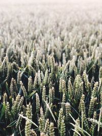 Close-up of cactus plant growing on field