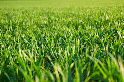 Scenic view of grassy field