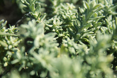 Close-up of fresh green leaves