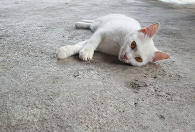 High angle portrait of a cat resting