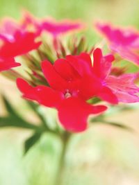 Close-up of pink flower blooming outdoors