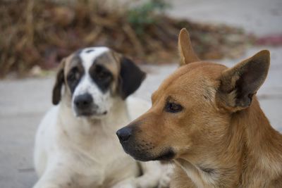 Close-up portrait of a dog looking away