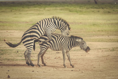 Zebra standing on field