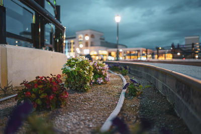 View of street and plants at night