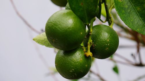 Close-up of fruits on tree