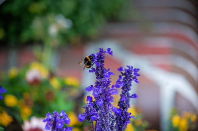 Close-up of bee on flower