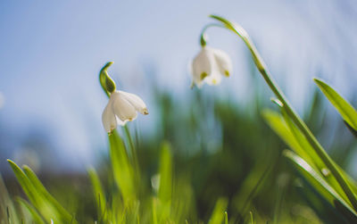 Close-up of flower blooming in sunlight