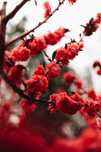 Close-up of yellow flowering plant