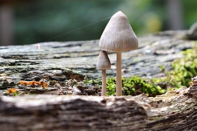 Close-up of mushroom growing on land