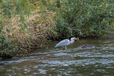 High angle view of gray heron in lake