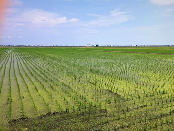 Scenic view of agricultural field against sky