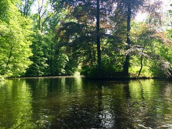 Scenic view of lake in forest