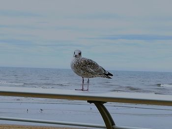 Seagull perching on rock