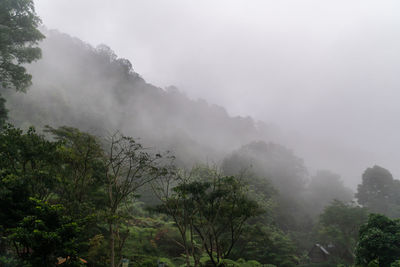 Trees on mountain against sky