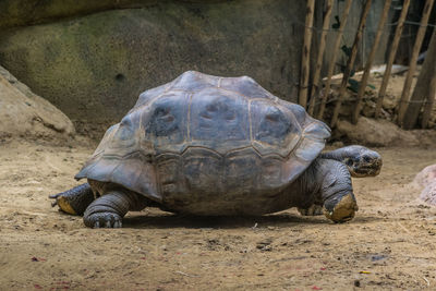 View of turtle in zoo