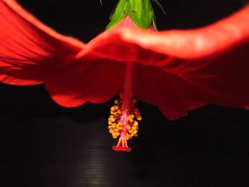 Low section of red rose against black background