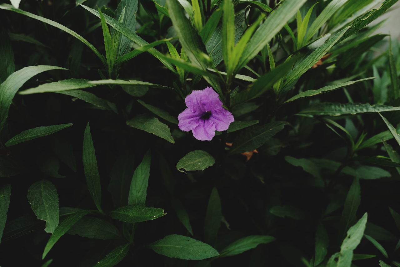 CLOSE-UP OF FLOWERING PLANTS