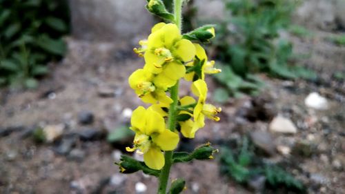 Close-up of yellow flowers blooming in park