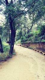 Road amidst trees and plants