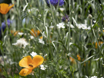 Close-up of yellow flowering plant