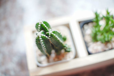 Close-up of succulent plant on table