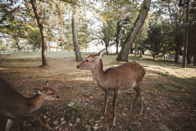 Deer standing in a forest