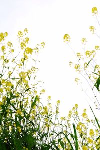 Low angle view of yellow flowers against clear sky