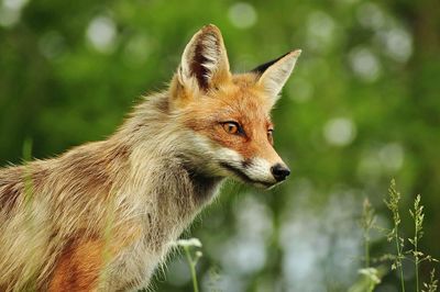 Close-up of fox in forest