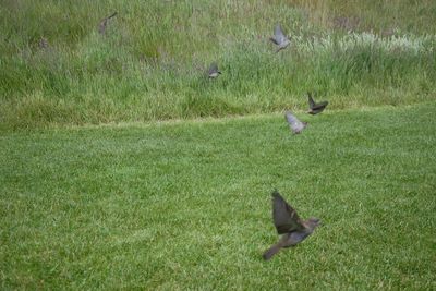 Bird flying over field