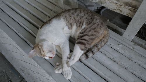 High angle view of cat sleeping on bench