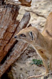 Close-up of mongoose by tree trunk 