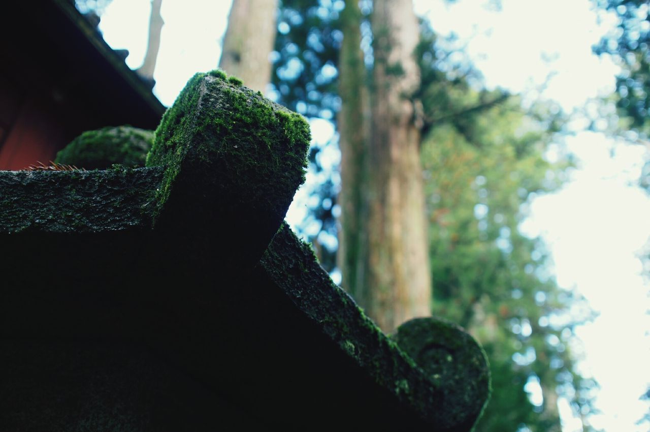 focus on foreground, close-up, tree, selective focus, low angle view, textured, day, sunlight, growth, outdoors, nature, no people, metal, part of, sky, pattern, detail, tranquility, wood - material, stone material