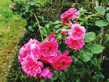 High angle view of pink rose flowers in garden