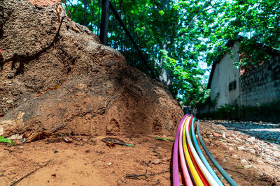 Panoramic shot of road amidst trees in forest