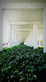 Full frame shot of plants in corridor
