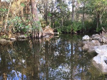 River passing through forest