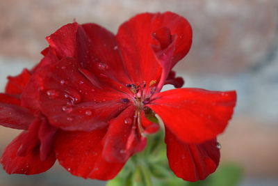 Close-up of wet red flower