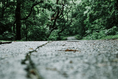 Surface level of road amidst trees in forest