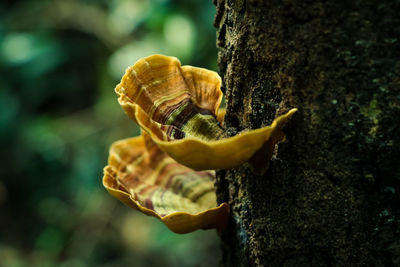 Close-up of snail on tree trunk