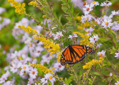 Close-up of butterfly pollinating on flower