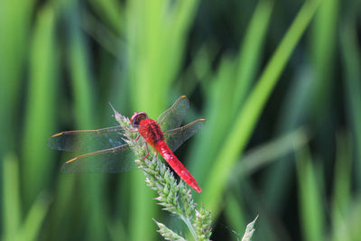 Close-up of insect on plant