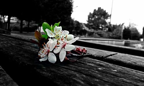 Close-up of flowers on tree