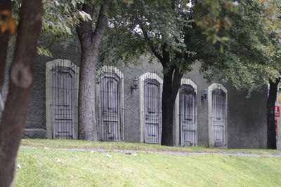 Trees in lawn