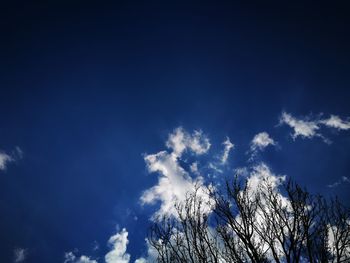 Low angle view of trees against blue sky