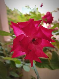 Close-up of pink hibiscus blooming outdoors